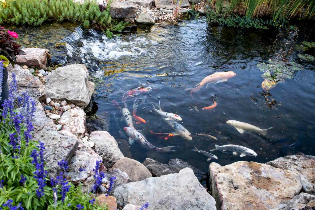 Kolam ikan minimalis dengan batu alam dan ikan koi di teras minimalis